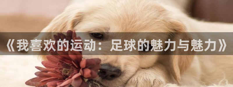 杏耀体育热门赛事有哪些：《我喜欢的运动：足球的魅力与魅力》