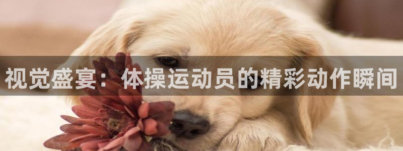 杏耀体育官网登录：视觉盛宴：体操运动员的精彩动作瞬间